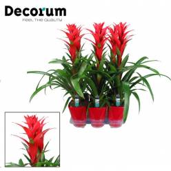 P. Guzmania Ostara 14/65cm "CC6" -Decorum-