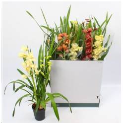 P. Cymbidium Midi Mix 14/80cm x8 2T