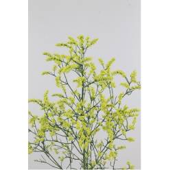 Limonium Hol. Sin China Lemon 60cm 20gr "T25"