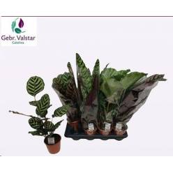 P. Calathea Mixta 3Srt 14/60cm x8