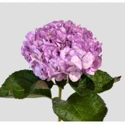 Hortensia Premium Lila "Peonia" 60cm 17/18