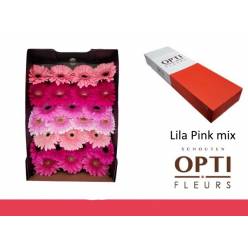 Gerbera Hol. Lila Pink Mix "T25" (7 Dias - 2)