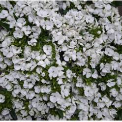 Dianthus Barbatus Italia Duke Breanthus 60cm "T50" Bl.