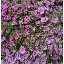 Dianthus Barbatus Italia Pink Breanthus 60cm "T50"