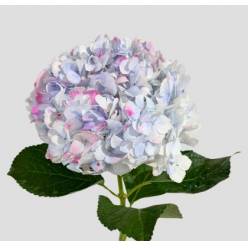 Hortensia Premium Vintage Rosa 60cm 17/18