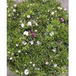 Dianthus Barbatus Italia Mixto 60cm "T50"