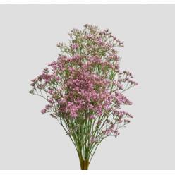 Limonium Nac. Chino Rosa 70cm Paq.