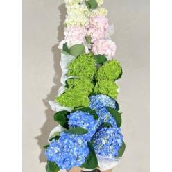 Hortensia Premium Mixta 60cm 17/18 "CC32"