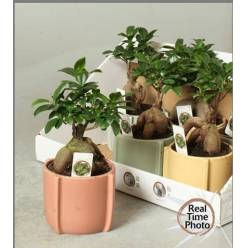 P. Ficus Mini Ginseng Bonsai 15/35cm x6 -M. Ceramica-