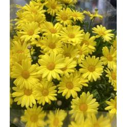 Margherita Leucanthemum Yellow Italia 50cm "T25"