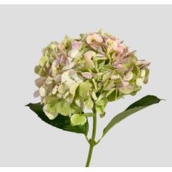 Hortensia Premium Antic Green 60cm 17/18