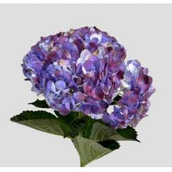 Hortensia Premium Vintage Lila 60cm 17/18