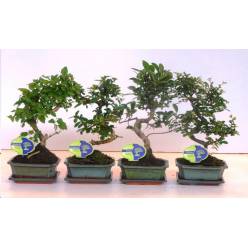 P. Bonsai Mixto Saucer 15/30cm x10 -Cermica-