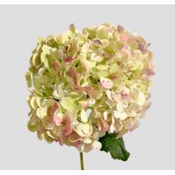 Hortensia Premium Vintage Red 60cm 17/18