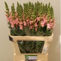 Antirrhinum Italia Pink 80cm