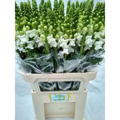 Antirrhinum Italia White 80cm