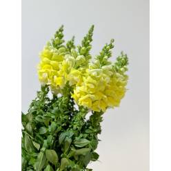 Antirrhinum Italia Yellow 80cm