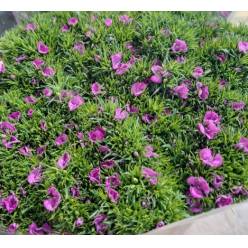 Dianthus Barbatus Italia Melian Breanthus 60cm "T50"