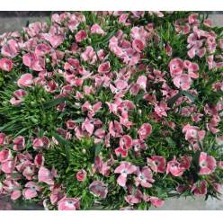 Dianthus Barbatus Italia Pink Lindo Breanthus 60cm "T50"