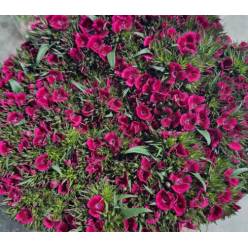 Dianthus Barbatus Italia Jolly Breanthus 60cm "T50"