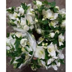 Helleborus Queens White 60cm