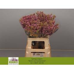 Lilas Ruhm Von Horstenstein 60cm 2bl