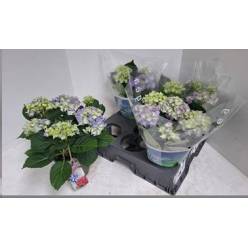 P. Hortensia Early blue 15/35cm x4 5F