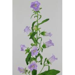 Campanula Hol. M Champion Lavender 60cm