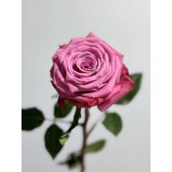 Rosa Col. Kendal 60cm