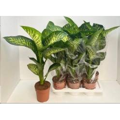 P. Dieffenbachia Se Tropic Snow 17/60cm x6