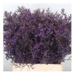 Limonium Hol. Safora Lilac 70cm 25gr "T25" Mor.