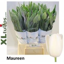 Tulipan Frances Maureen 60cm Bl.