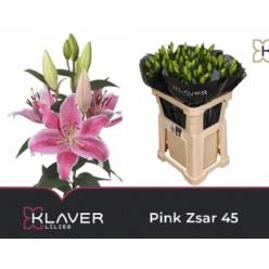 Oriental Hol. Rs. Pink Zsar 90cm 5 flores