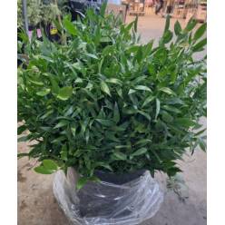 Ruscus Ramificado Short 400gr