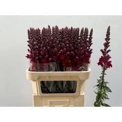 Antirrhinum Italia Red 80cm