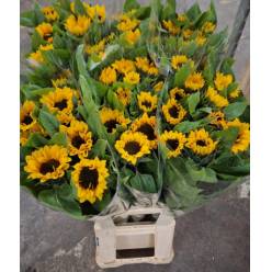 Girasol Italia 90cm