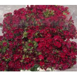 Dianthus Barbatus Italia Dark Red 55cm "T50"