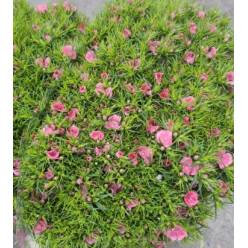 Dianthus Barbatus Italia Pink 60cm "T50"