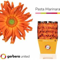 Gerbera Hol. Pasta Marinara "T15" "Aquapack"