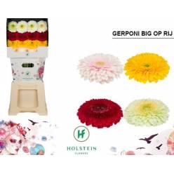 Gerbera Hol. Gerponi Mixta "T15" "Aquapack"