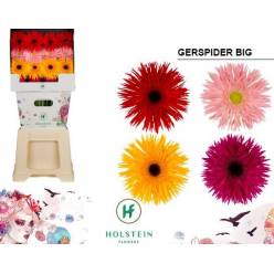 Gerbera Hol. Gerspider Mixta "T15" "Aquapack"