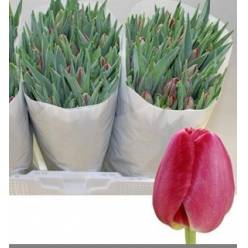 Tulipan Hol. Assisi 40cm Frs.