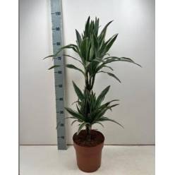 P. Dracena Hol. Warneckei  21/90cm 2T ( 45-90)