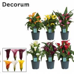 P. Calla Mixta 14/40cm x8 5F -Decorum-