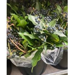 Hedera Berry Italia 50cm 250gr