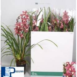 P. Cymbidium Overig Rosa 12/75cm x5  3T