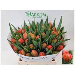 Tulipan Hol. Coral Sunset 40cm