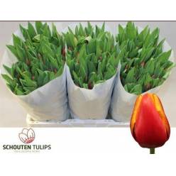 Tulipan Hol. Bolroyal Happy 40cm Bic.