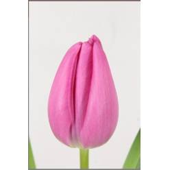 Tulipan Hol. Lincoln 40cm Rs.