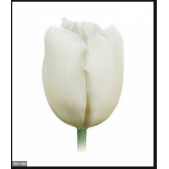 Tulipan Frances Maureen 55cm Bl.